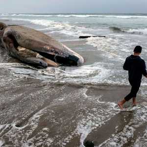الأكياس البلاستيكية تؤثر على الحياة البحرية