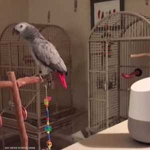 ببغاء ذكي في محادثة افتراضية مع "أليكسا"