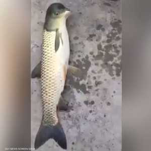 سمكة برأس طير في الصين