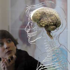 بنية الدماغ البشري لا تختلف بين الرجال والنساء