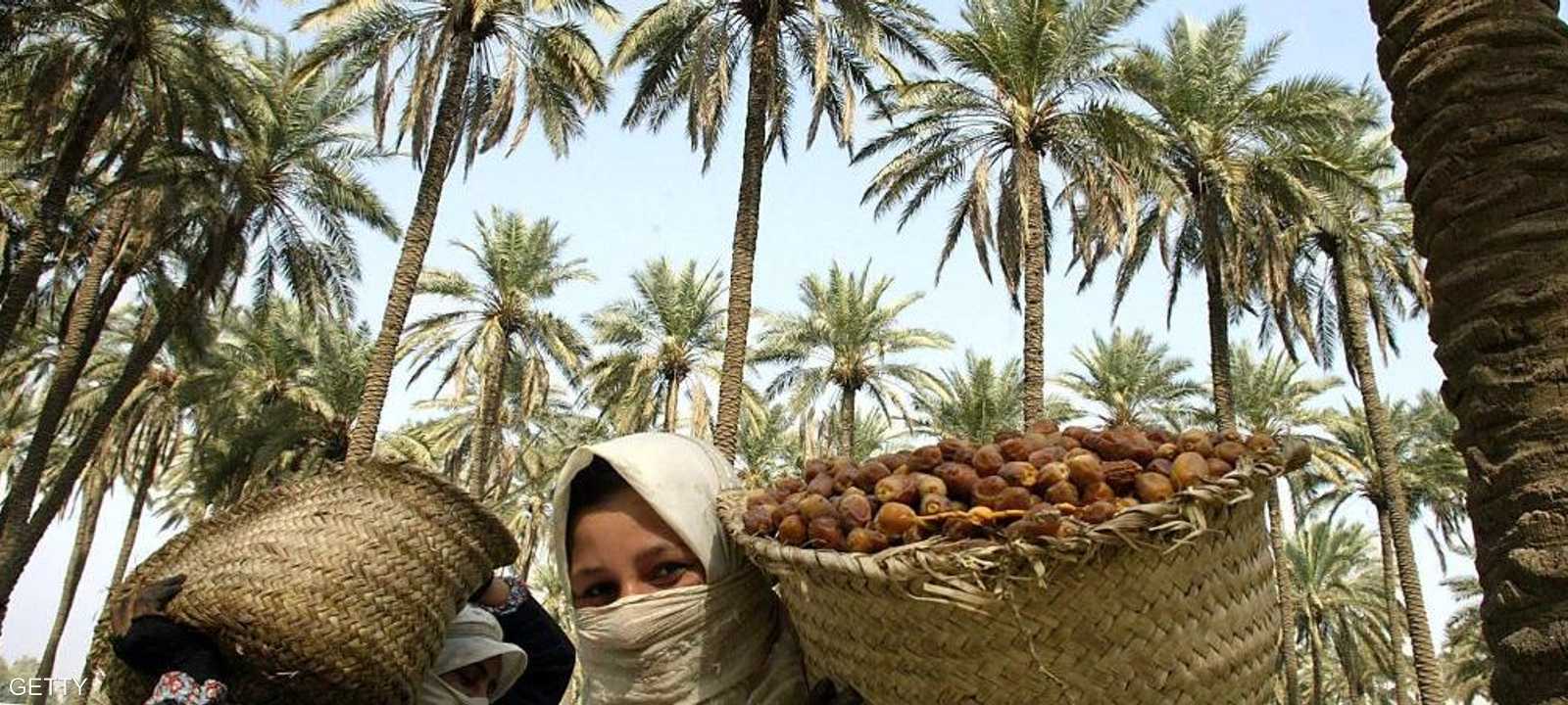 سيدة عراقية تحمل سلة تمور