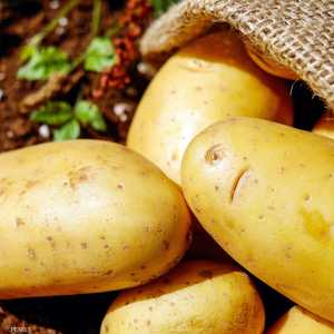 البطاطس من المحاصيل الزراعية الرئيسية في العالم
