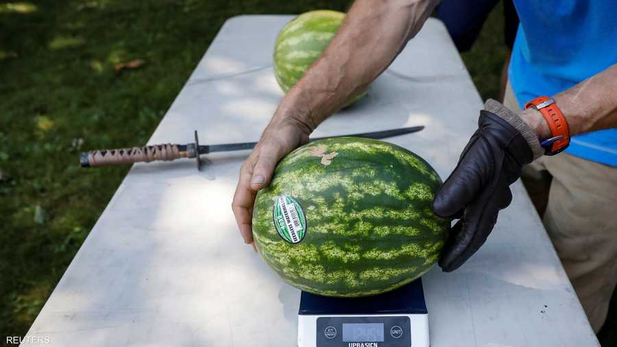 وزن كل بطيخة يتجاوز 10 كيلوغرامات