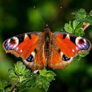 إحصاء الفراشات في بريطانيا هو الأكبر من نوعه في العالم.