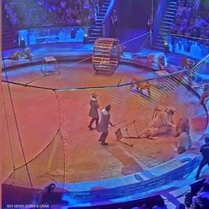 نمر يهجم على أسد في عرض لسيرك روسي