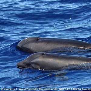 صورة الحوت الدولفين قبالة جزيرة هاواي.