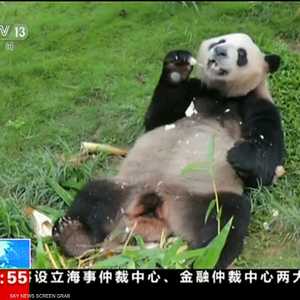 حدث مميز يشهده توأم الباندا العملاقة في الصين