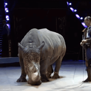 فيديو وحيد القرن يثير جدلا