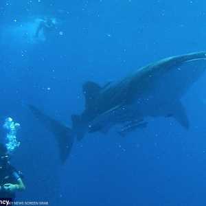 "حيلة" مجموعة أسماك للهروب من قرش الحوت