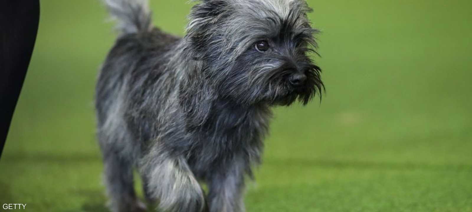 وزير العدل الأميركي اتخذ سياسات مشددة أكثر تجاه المارايغوانا