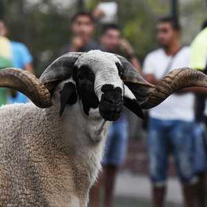 صورة توضيحية لكبش العيد