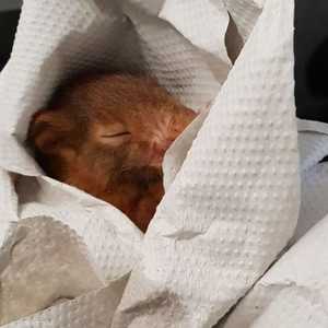 صورة السنجاب التي نشرتها الشرطة المحلية