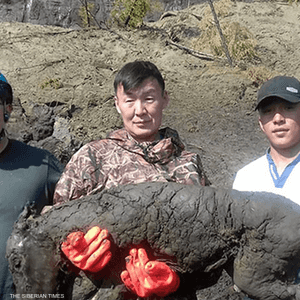 العثور على مهر صغير عمره 40 ألف سنة