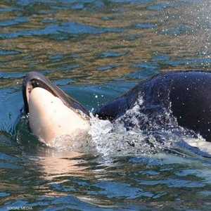 أنثى الحوت أثارت تعاطفا عالميا