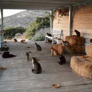 محمية القطط في جزيرة سيروس