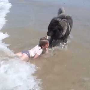 كلب ينقذ طفلة من الغرق