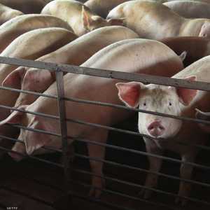 إعدام آلاف الخنازير في الصين بسبب حمى وبائية