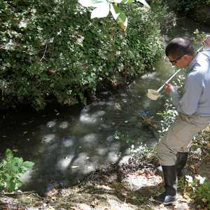 مكافحة البعوض أساسية في مواجهة فيروس غرب النيل