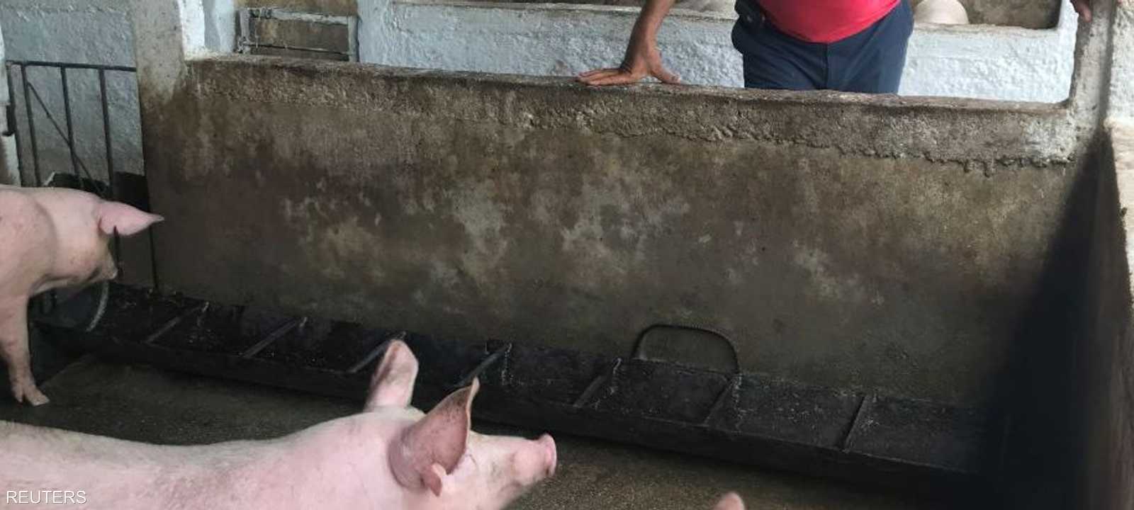 أرشيفية.. الصين سجلت حالتي حمى خنازير أفريقية