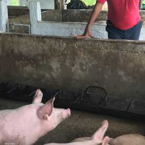 أرشيفية.. الصين سجلت حالتي حمى خنازير أفريقية