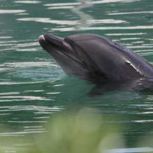 الدولفين هني في معرض الأحياء المائية المهجور