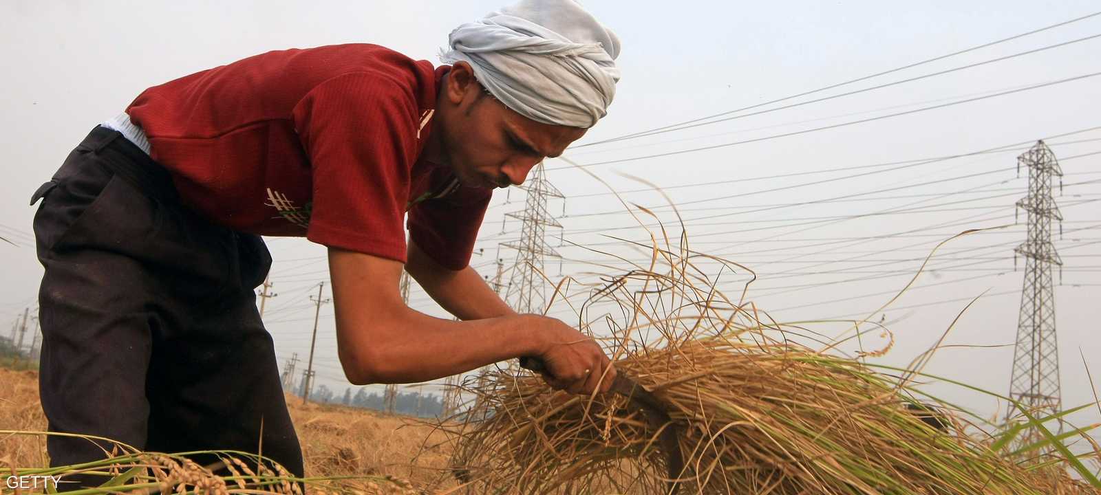 مصر قلصت زراعة الأرز لتوفير المياه