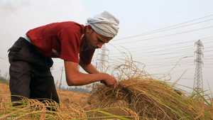 مصر قلصت زراعة الأرز لتوفير المياه