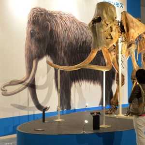 محاولات لاستنساخ حيوان "الماموث" المنقرض - أرشيفية