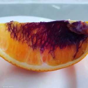 قطعة البرتقال ستخضع لدراسة علمية