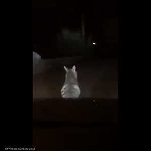 مطاردة مرعبة لضبع تثير ضجة في لبنان