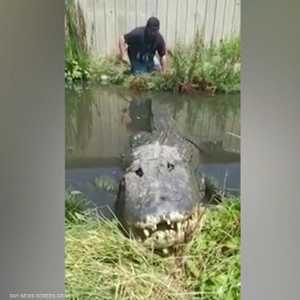 عبث بذيل تمساح.. فكاد أن يكون غذاءه