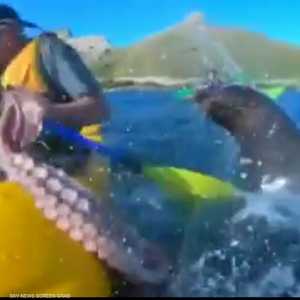 العلم يفسر "صفقة الفقمة والأخطبوط"