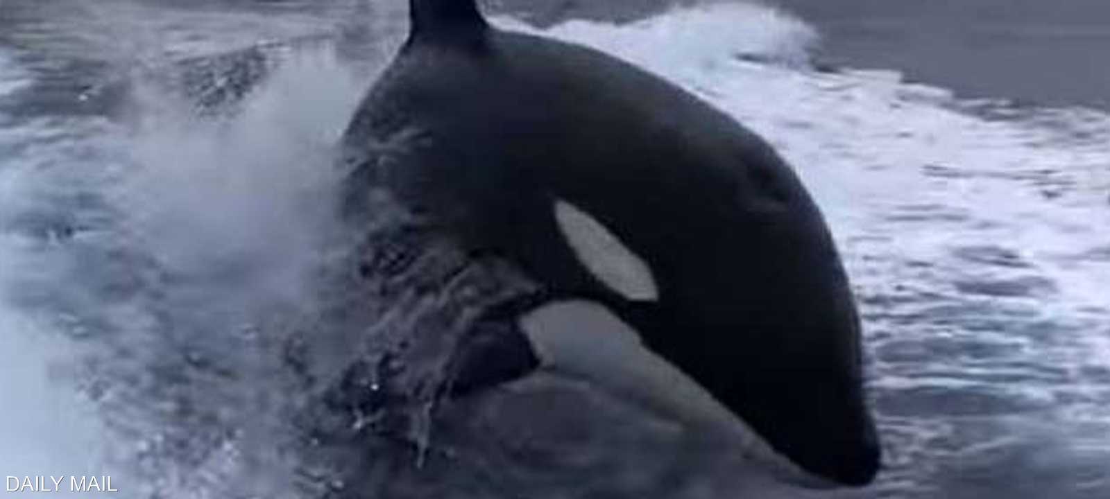 أحد الحيتان أثناء المطاردة المرعبة