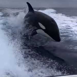 أحد الحيتان أثناء المطاردة المرعبة