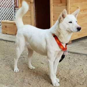 واحد من الكلبين اللذين أهداهما زعيم كوري الشمالية إلى الجنوب