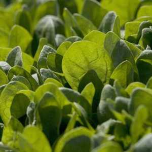 تناول السبانخ يجعلك في حالة مزاجية مريحة.