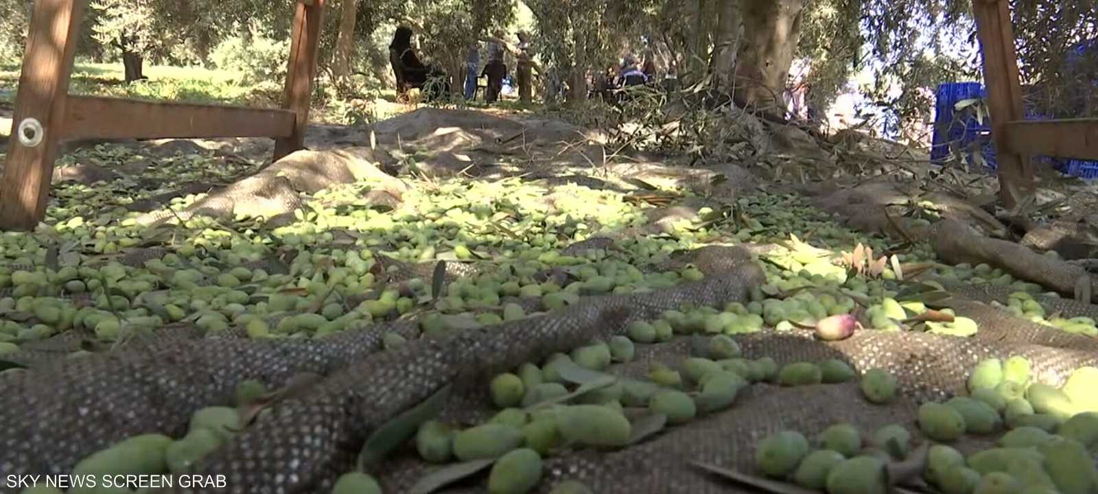 إسرائيل اقتلعت 800 ألف شجرة زيتون في الأراضي الفلسطينية