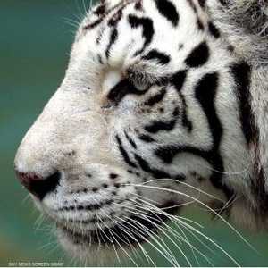 النمر الأبيض هو ثاني أكبر النمور حجما في العالم