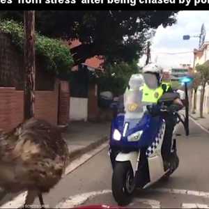 مطاردة "مأساوية" لطائر