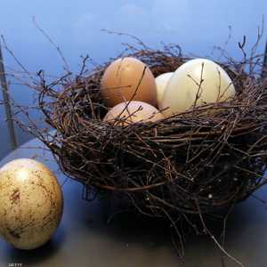 يساهم في تعزيز وظائف الدماغ الإدراكية