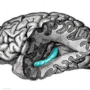 موقع قرن أمون أو الحصين في العقل البشري