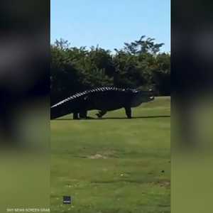 تمساح عملاق يثير الهلع في ملعب للغولف