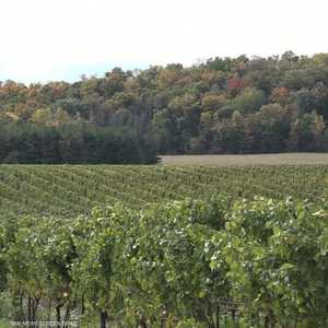 كندا.. تشريع استخدام القنب الهندي