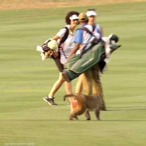 قرد جائع يجبر لاعبة غولف على التنازل عن طعامها