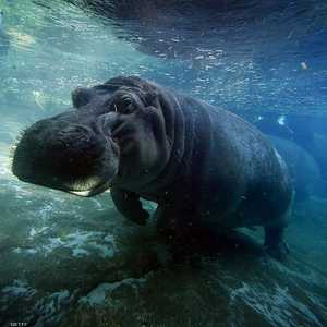 يوجد 50 ألف فرس نهر في الجنوب الأفريقي