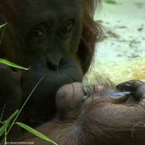 حديقة حيوان فرنسة تشهد ميلاد أول "إنسان غاب" منذ سنوات