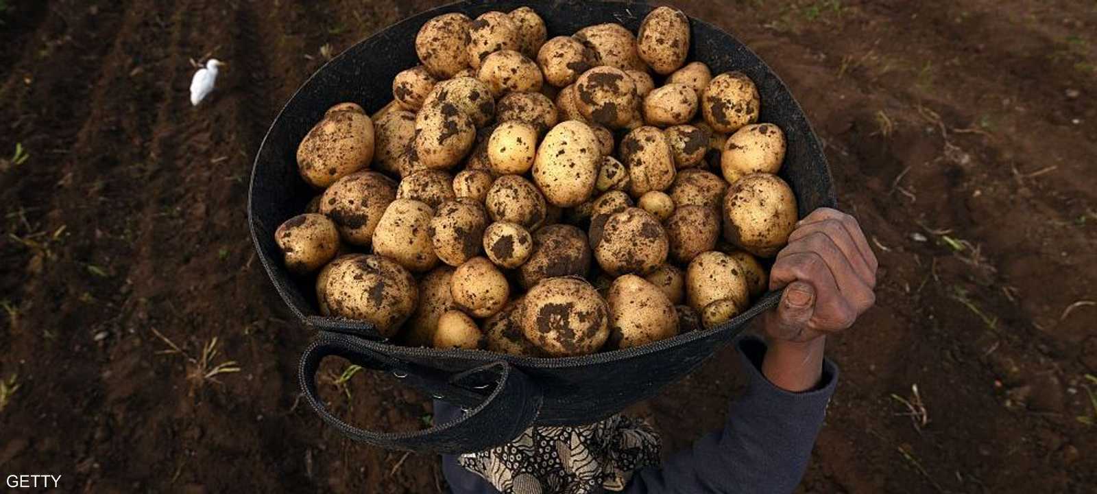 البطاطس من أشهر المحاصيل وأكثرها وفرة في مصر