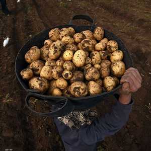 البطاطس من أشهر المحاصيل وأكثرها وفرة في مصر