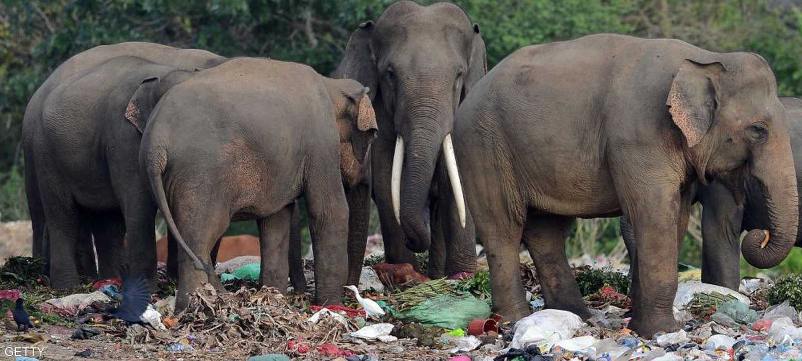 الإنسان يقتل أكثر من نصف حيوانات الأرض