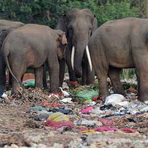 الإنسان يقتل أكثر من نصف حيوانات الأرض